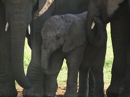 Addo Dung Beetle Guest Farm