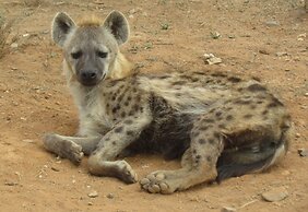 Addo Dung Beetle Guest Farm