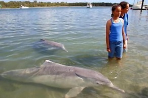 Dolphin Waters Tin Can Bay