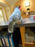 U Dvou Zlatych Klicu