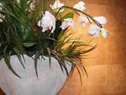 Terra Vive Luxury Suites & Apartments