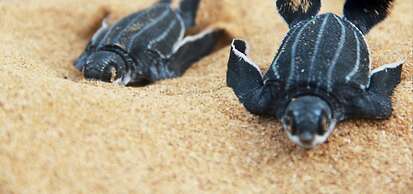 Tropical Suites Hotel