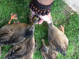 Cedar Lodge and Settlement