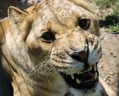 Cedar Lodge and Settlement