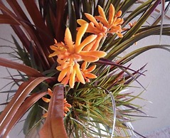 Salerno Motel Apartments