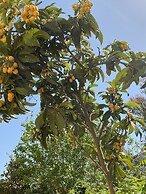 Villa DanLin Hotel - Boutique Class