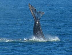 Sonnekus Boutique Hotel & Bistro