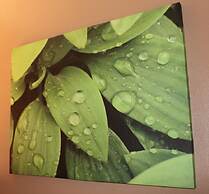 Bohemia Resort Cairns