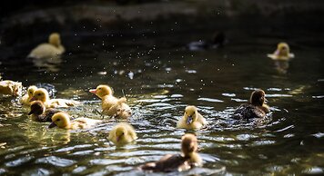 Arbatax Park Resort - Dune
