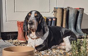 The Crown Stoke By Nayland