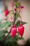 162 Kings of Riccarton Motel