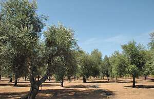 Agriturismo Masseria Del Bosco