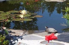 A Hidden Haven & Water Garden Cottages