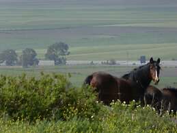 Sindhura