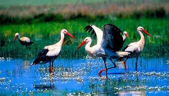 El Balcón De Alange Guesthouse