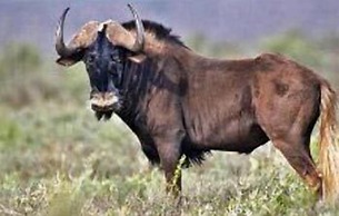 Thatchings Guest House