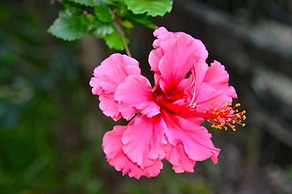 Summerhills Retreat Byron Bay