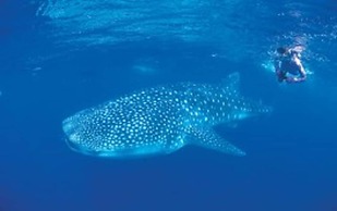 RAC Exmouth Cape Holiday Park