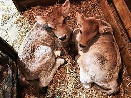 Alfaierhof-Bergheimat