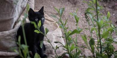 Sun Rock Boutique Suites