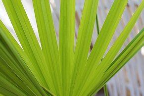 Punta Piedra Beach Posada