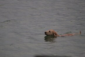 Lorelei Resort Motel