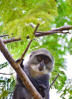 Konokono Beach Resort and Isaraya Over Water Villa