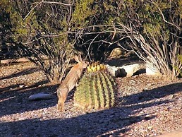 Cactus Cove