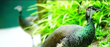 Avillion Port Dickson