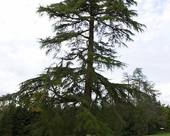 Château La Thuilière