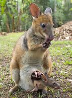 Cedar Park Rainforest Resort