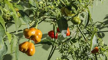 Pousada Verdes Mares