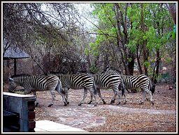 Phumula Kruger Lodge