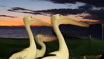 Admiral Nelson Motor Inn