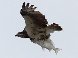 Riviere on Golden Beach