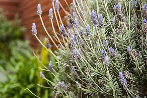 Healesville Apartments