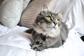 Buccaneer Motel Pet friendly