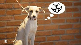 Johnscher by SJ - San Juan Curitiba