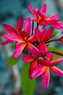 The Havannah Vanuatu - Exclusively for adults