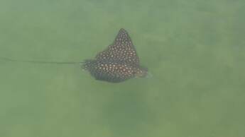 Floating Sea Cove Resort & Marina