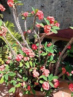 Hotel Ilebal Cuernavaca Centro - un lugar con encanto