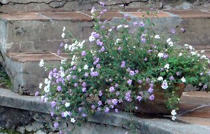 Hotel Ilebal Cuernavaca Centro - un lugar con encanto