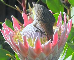 Pumula Lodge 4 Star B&B Knysna