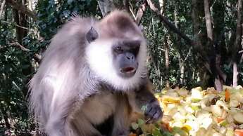 Pumula Lodge 4 Star B&B Knysna