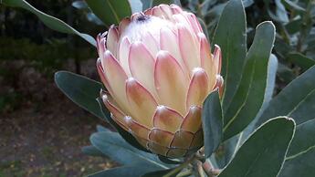 Pumula Lodge 4 Star B&B Knysna