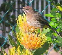 Pumula Lodge 4 Star B&B Knysna
