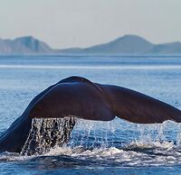 Lankanholmen Sea Cabins