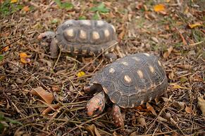 Hotel Fazenda Estancia Torre De Pedra
