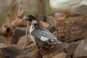 Hotel Fazenda Estancia Torre De Pedra