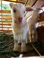 Hotel Fazenda Estancia Torre De Pedra